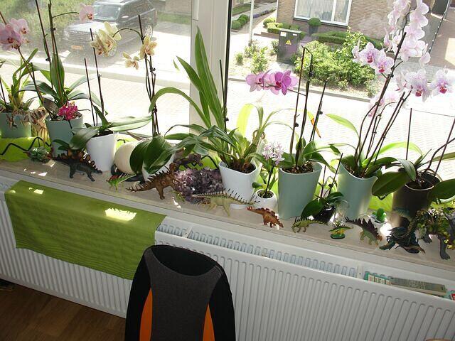 Orchids, Dino's and Dragons