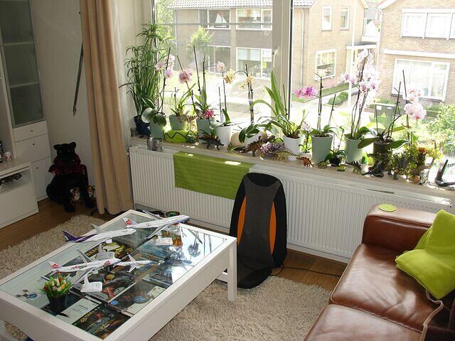Vitrine Table and Orchids display front