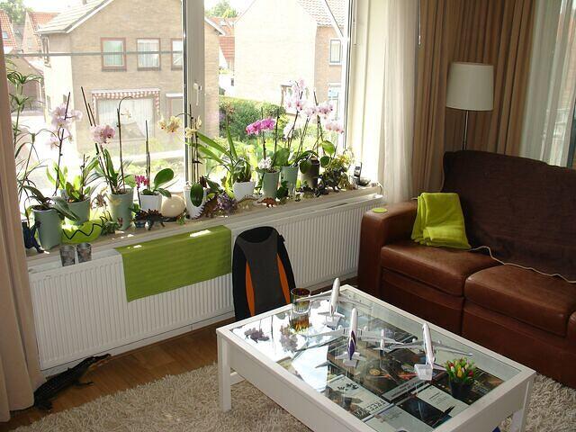 Vitrine Table and Orchids display rear