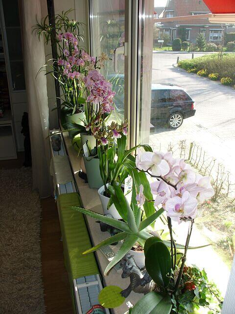 My Orchid Garden