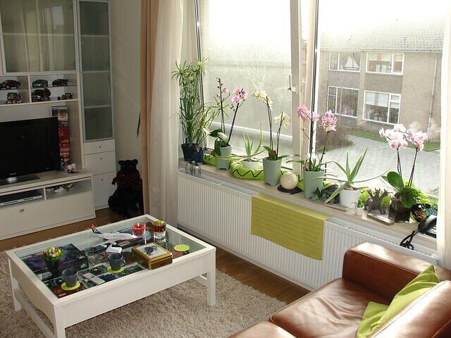 Orchids a VGA Table front