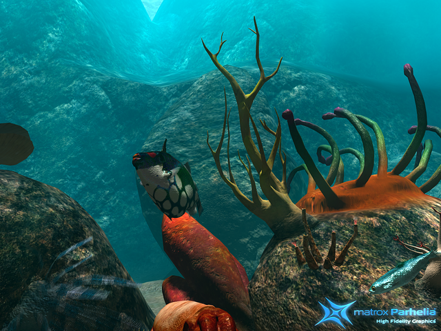 Parrot fish near the reef plants