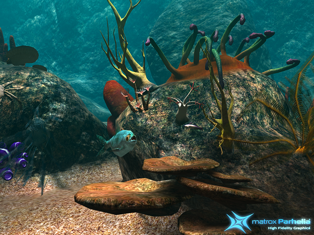 closeup of an incoming  sardine