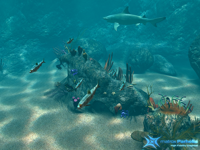 the entire reef zoomed