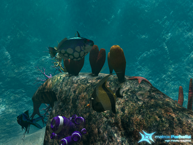 two tropical fish pasing by